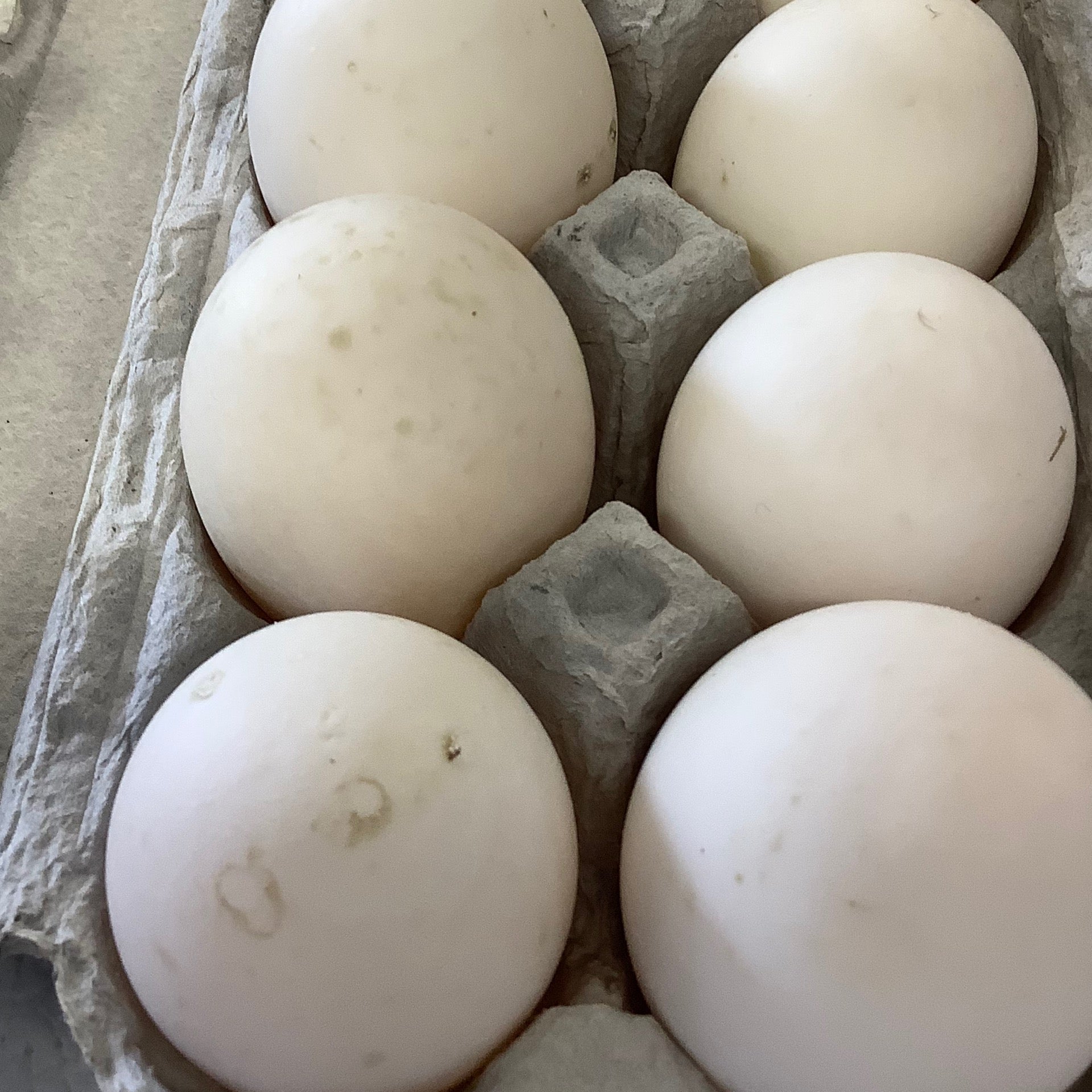 KellnerBackAcreGarden